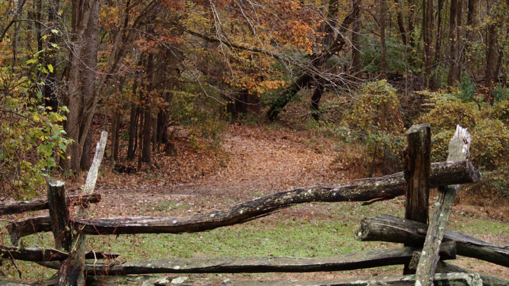 Forested pathways of the Farm.(2019)