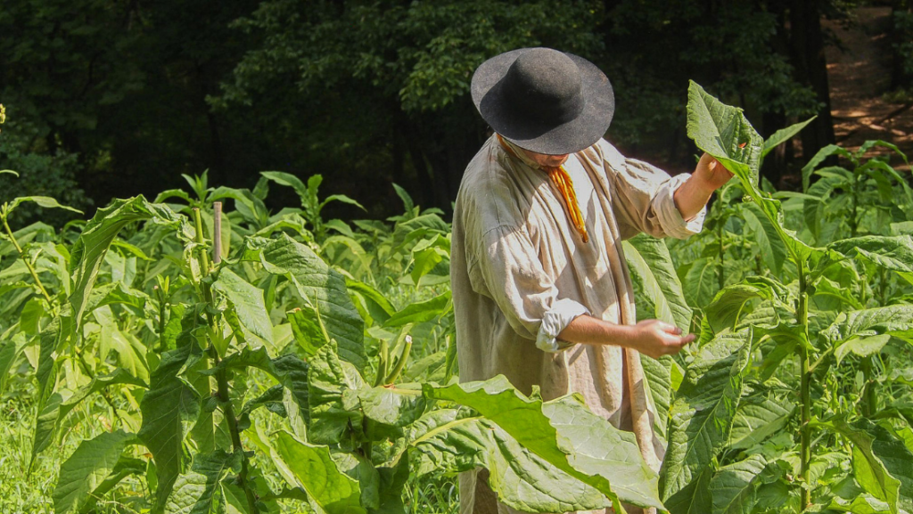 Costumed interpreter inspecting tobacco at Claude Moore Colonial Farm. (2019)